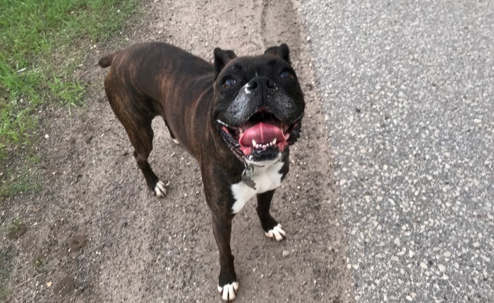 Day 588 – Thankful for a Morning Run with the Most Joyful Runner On&nbsp;Earth