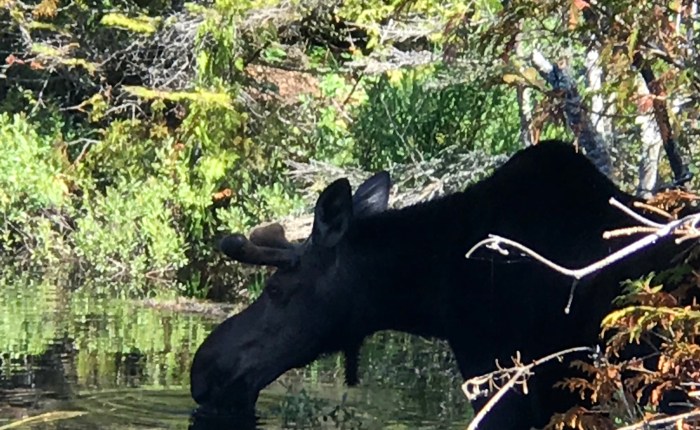 Day 659 – Thankful for Striking Gold, Moose&nbsp;Gold