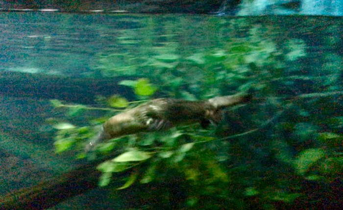 Day 1,159 – Thankful for Completing Dream #72, See a Live&nbsp;Playpus