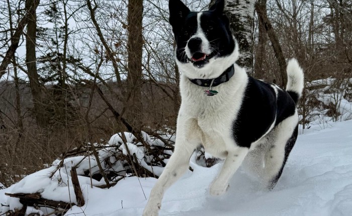 Thankful for Reading and Re-Reading, Deeper Perspectives, & a Happy&nbsp;Pup
